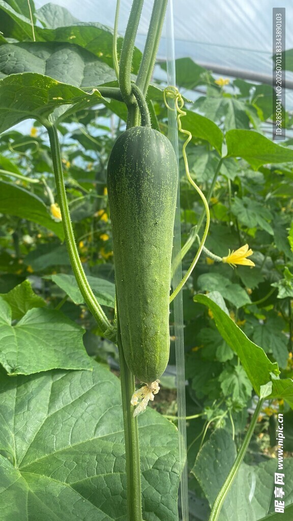 藤蔓上的鮮嫩黃瓜