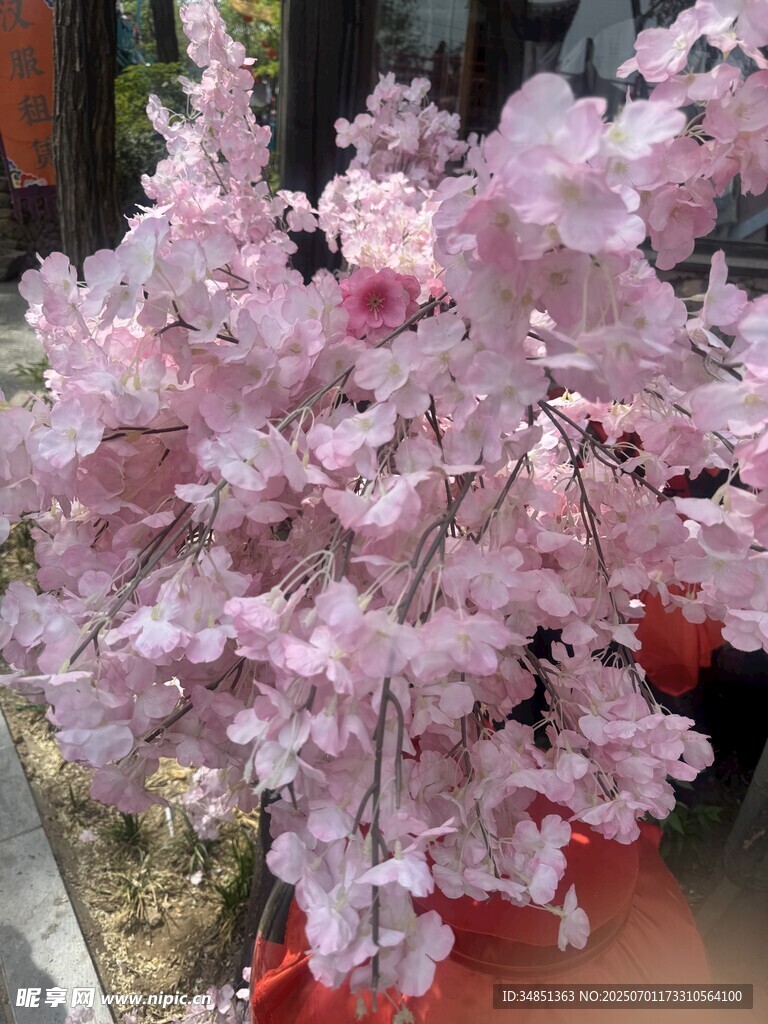 爛漫粉色櫻花綻放