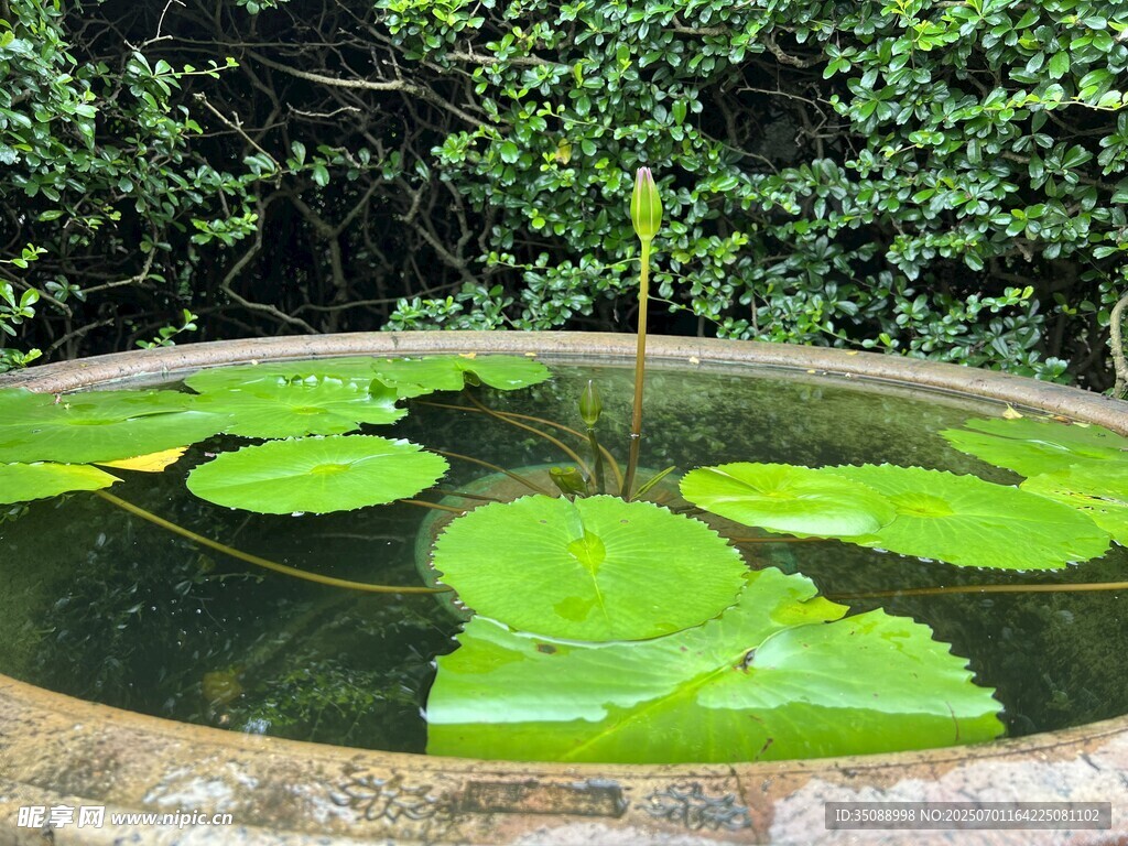 缸中荷葉展 綠意盎然