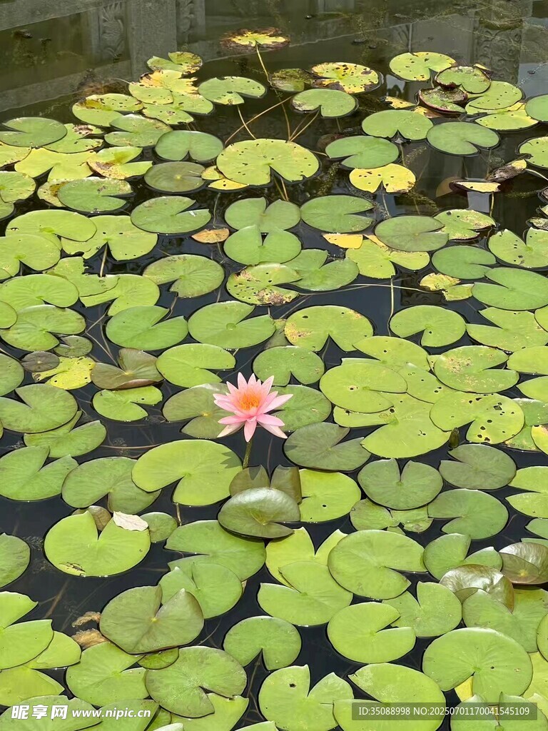 池塘中綻放的嬌艷睡蓮