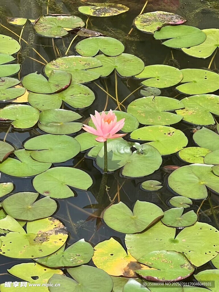 水中綻放的嬌艷粉色睡蓮