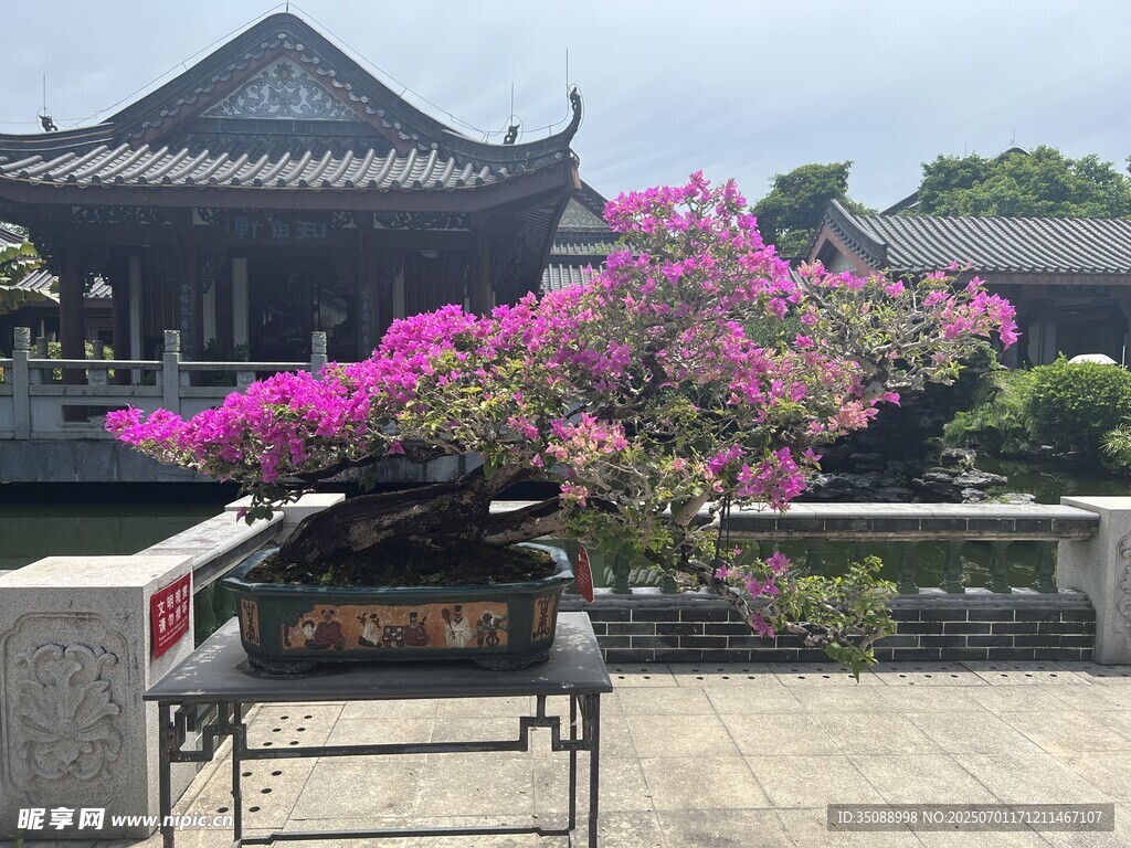 中式庭院中的絢爛盆景