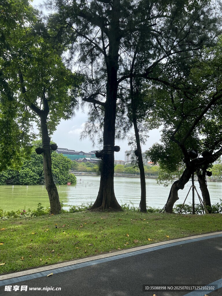 路邊湖畔綠樹成蔭美景