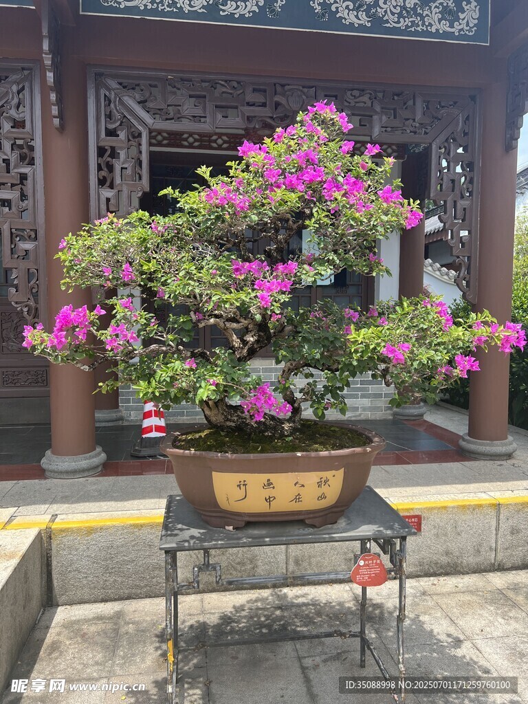 精致杜鵑盆景綻放艷麗花朵