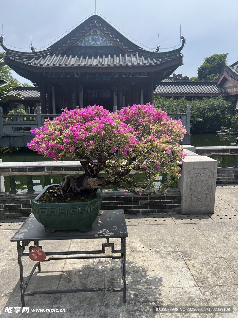 中式庭院中的艷麗盆栽