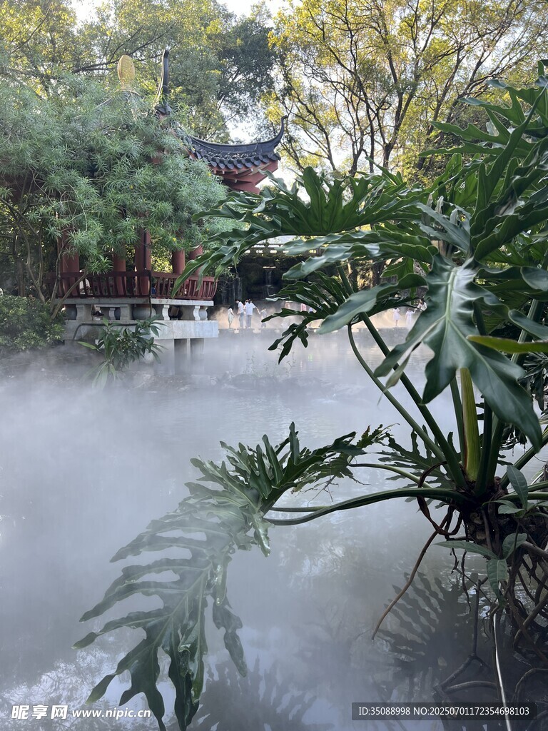園林霧氣繚繞綠植景觀