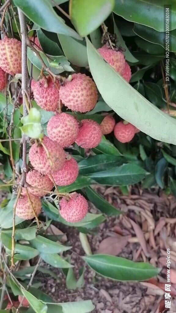 枝頭飽滿荔枝果實累累