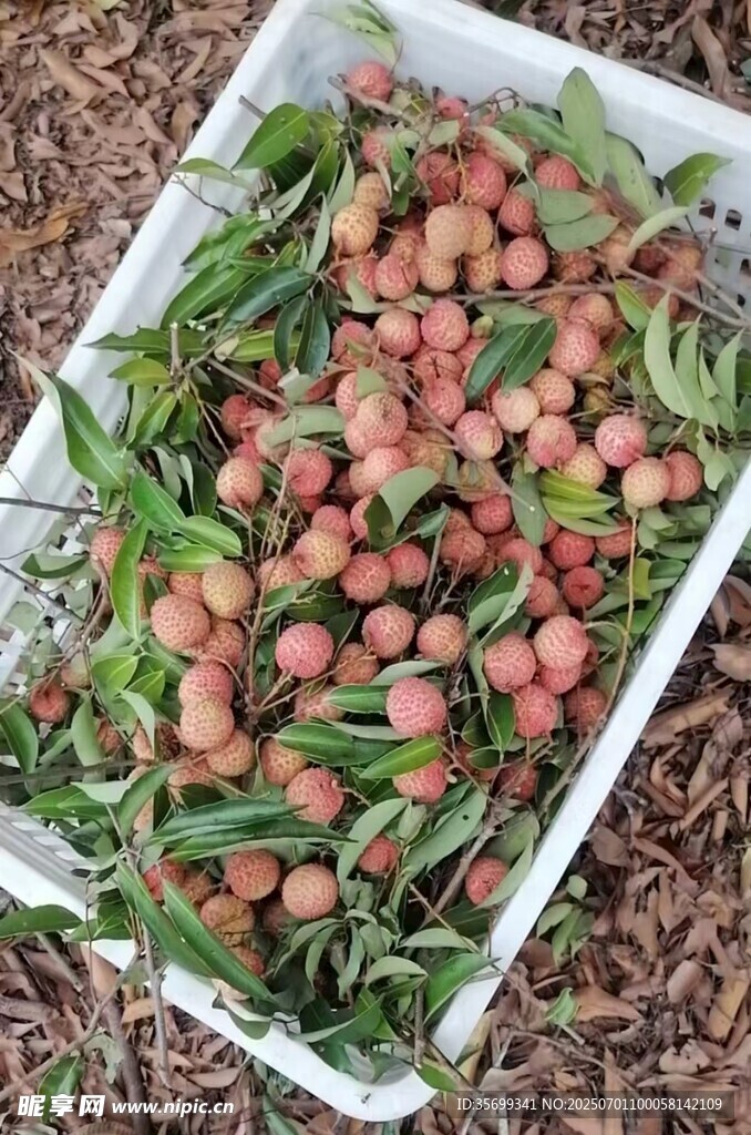 新鮮荔枝裝箱待售