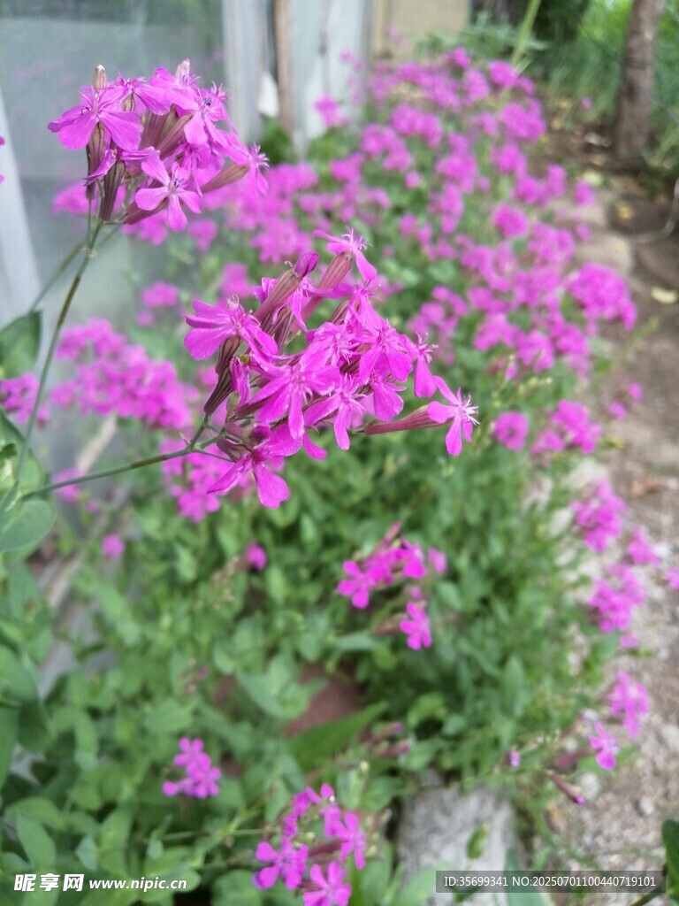 艷麗紫花綻放于綠葉間