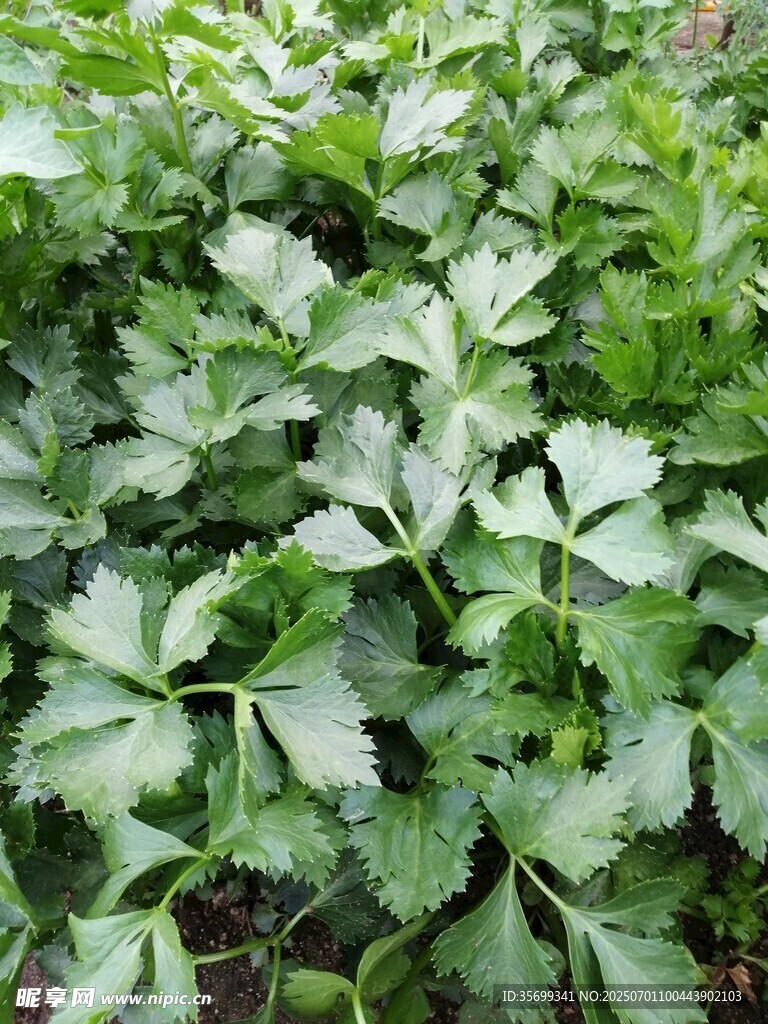 茂盛的芹菜植株