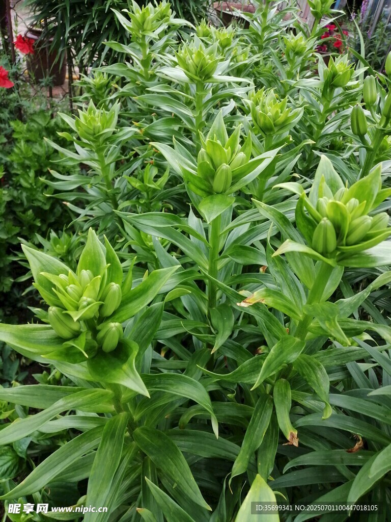 翠綠繁茂的綠植景觀