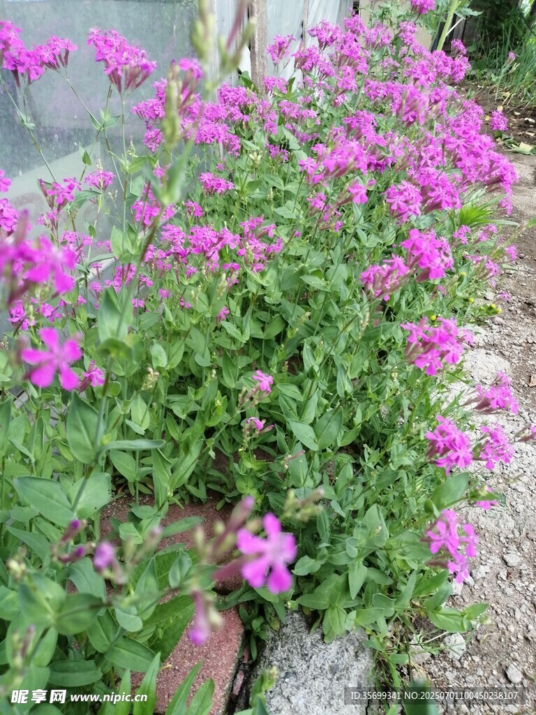 綻放的紫色花卉景觀