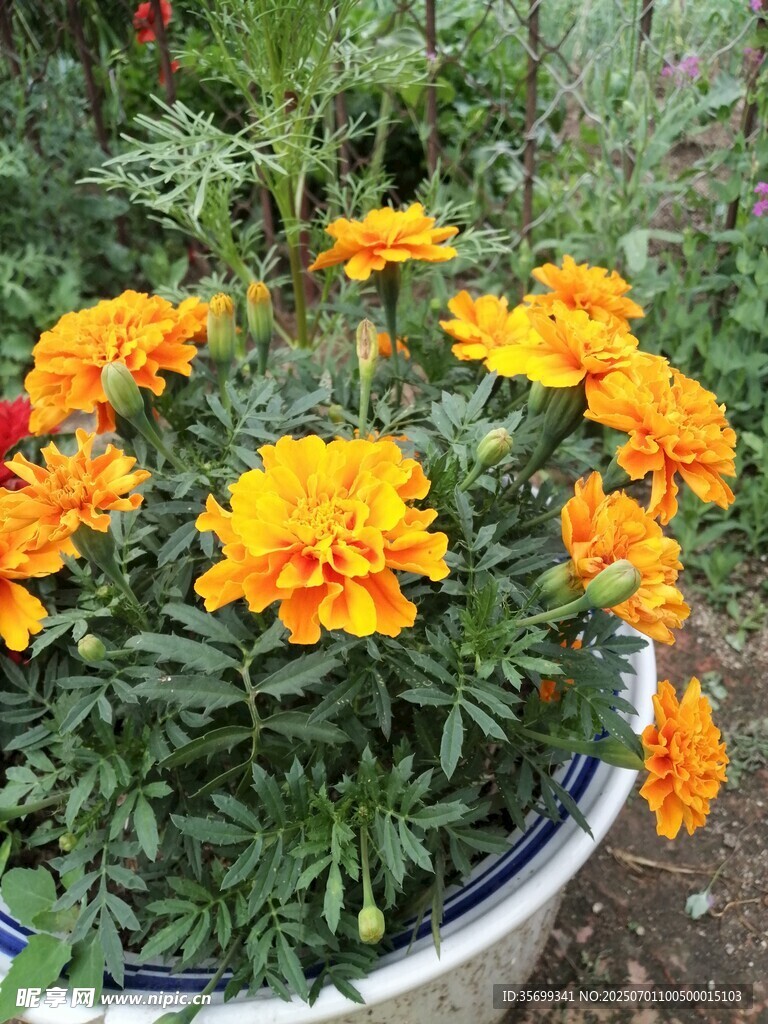 花盆中的鮮艷萬壽菊