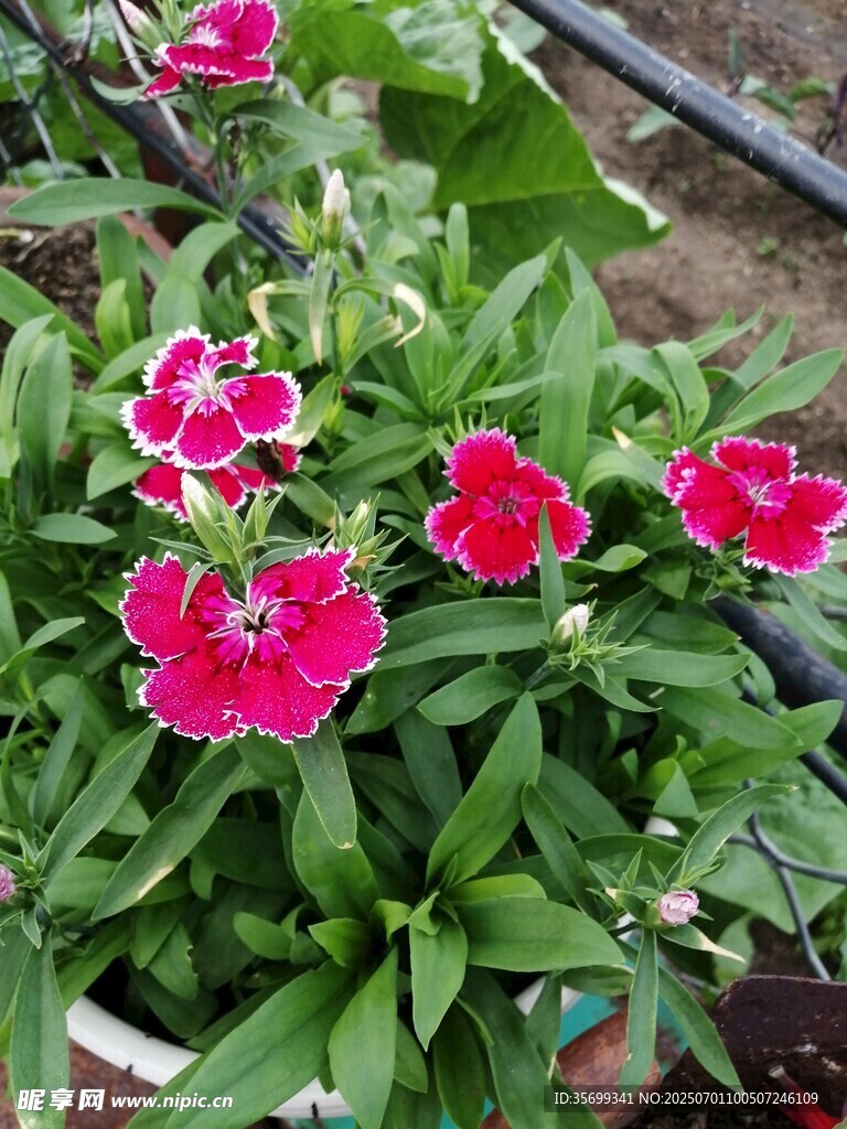 嬌艷長春花綻放綠意間