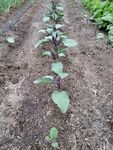 田間生長的紫色蔬菜植株