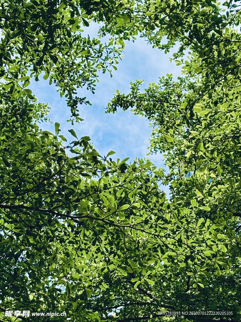 透過枝葉看藍(lán)天