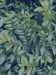 翠綠繁茂的葉片植物
