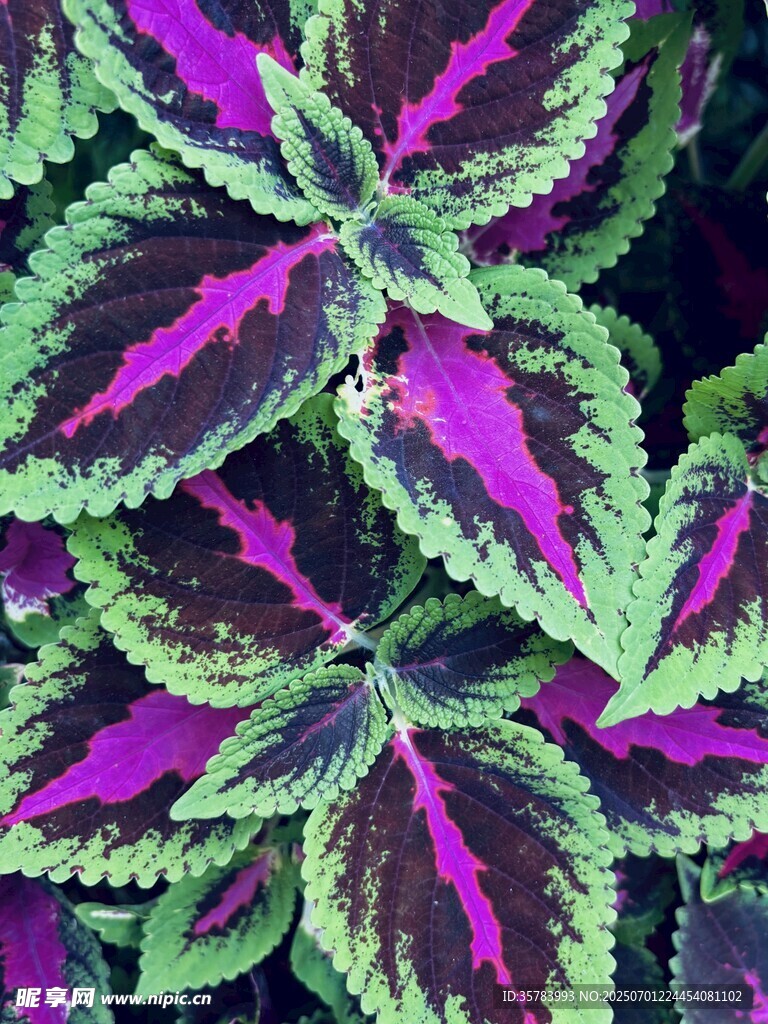 斑斕彩葉草特寫