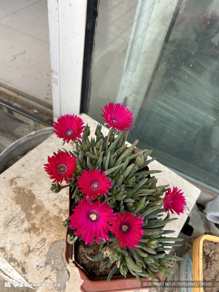 盆栽玫紅花朵綻放