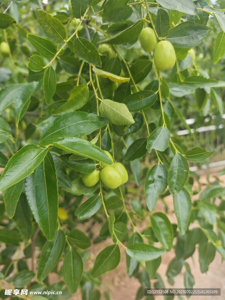 青棗掛枝綠意濃
