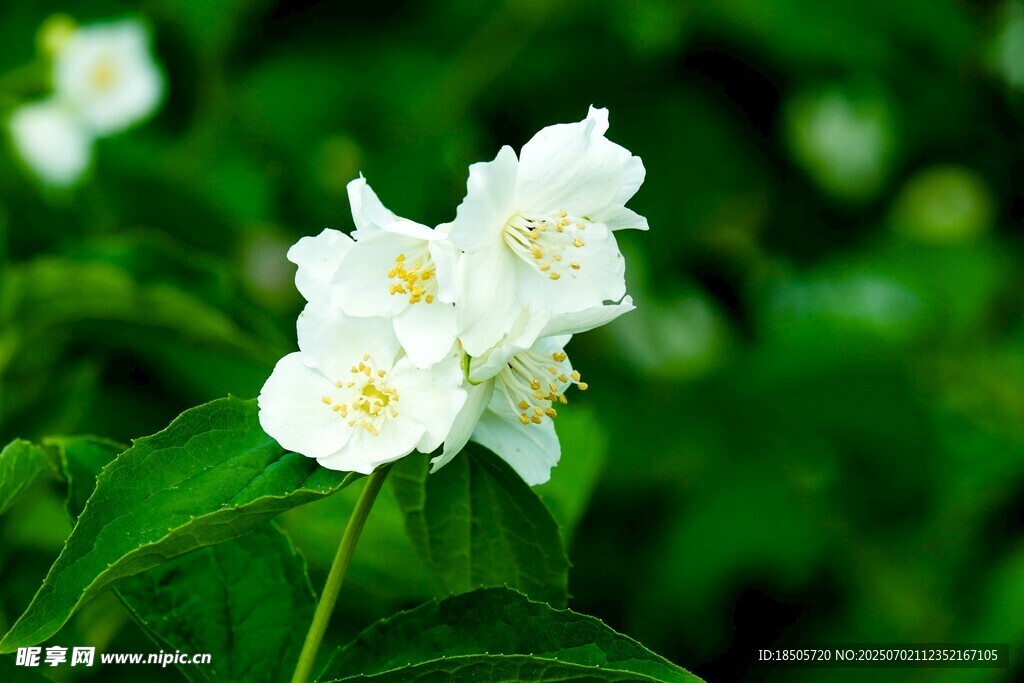 潔白茉莉花綻放綠葉間