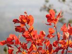 艷麗紅色花卉特寫