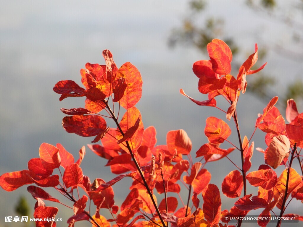 艷麗紅色花卉特寫