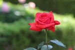 嬌艷紅玫瑰綻放于綠野