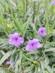 翠芒莉