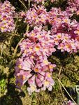 紫花風(fēng)鈴