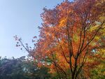 紅楓葉