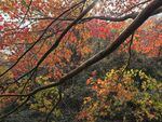 紅楓葉