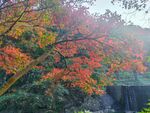 紅楓葉