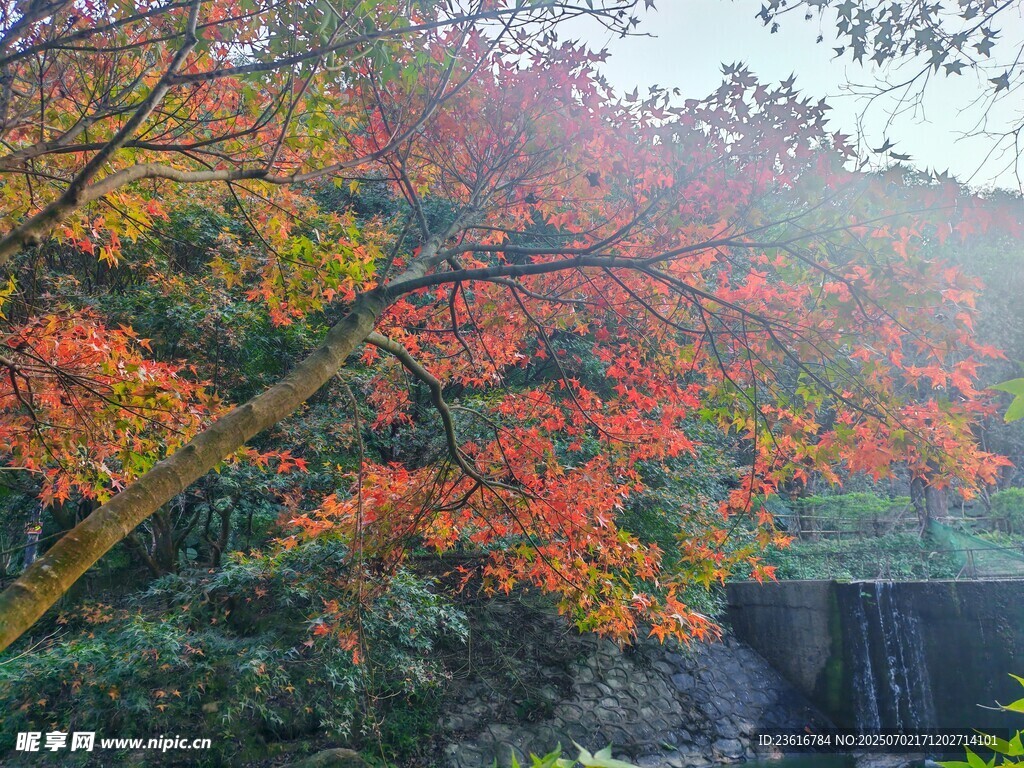 紅楓葉