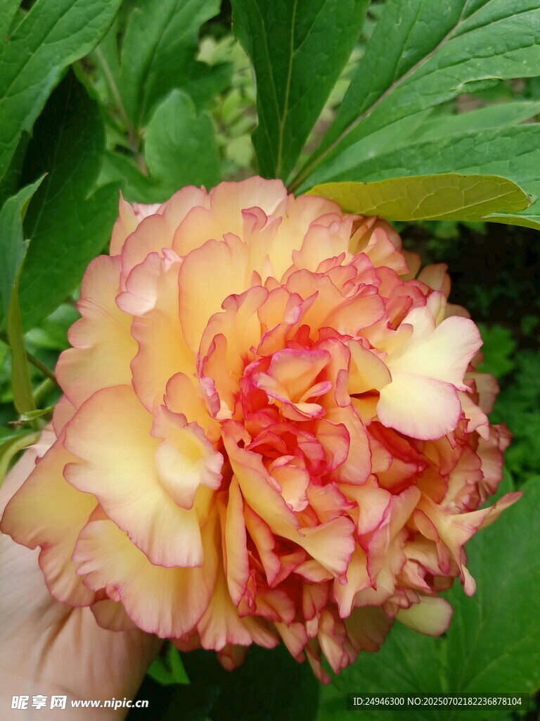 多彩嬌艷的重瓣花卉牡丹