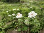 田野中的綻放白牡丹花