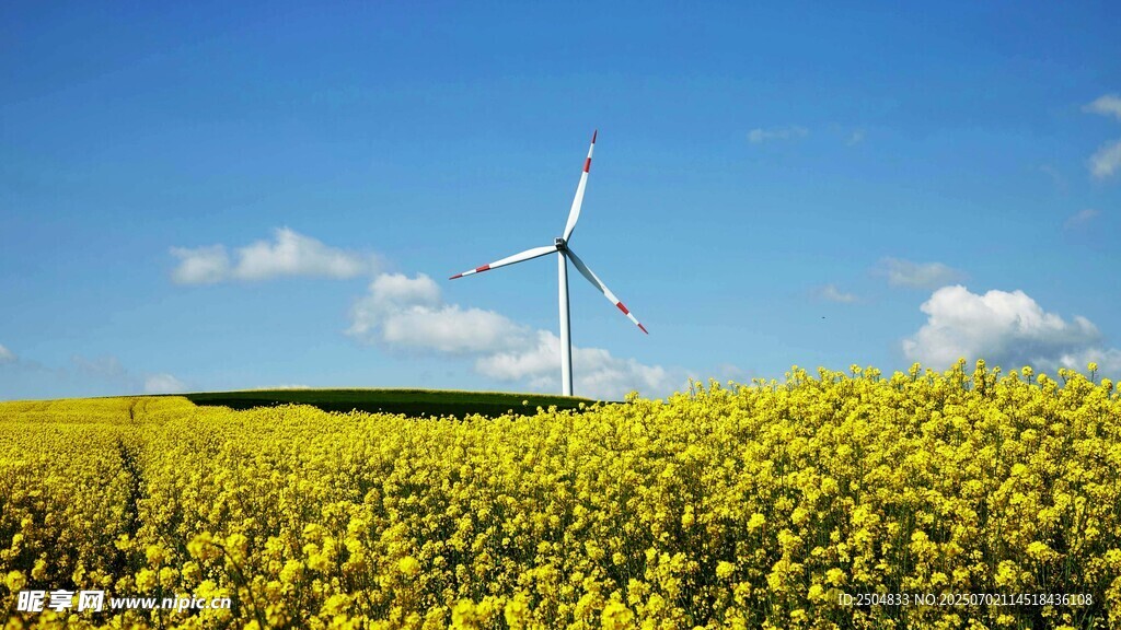 油菜花海中的風力發(fā)電機
