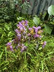 紫色小花綻放于綠植間