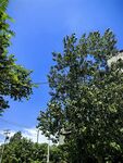 藍(lán)天綠樹風(fēng)景
