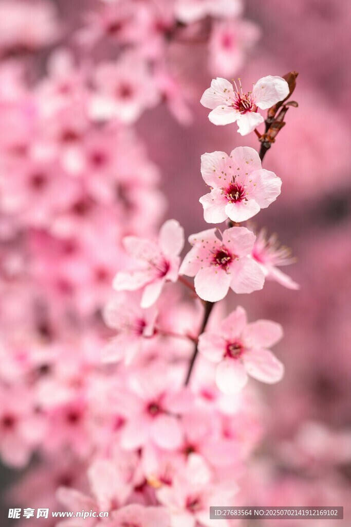 粉色爛漫桃花枝