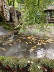 中式池塘錦鯉悠游美景