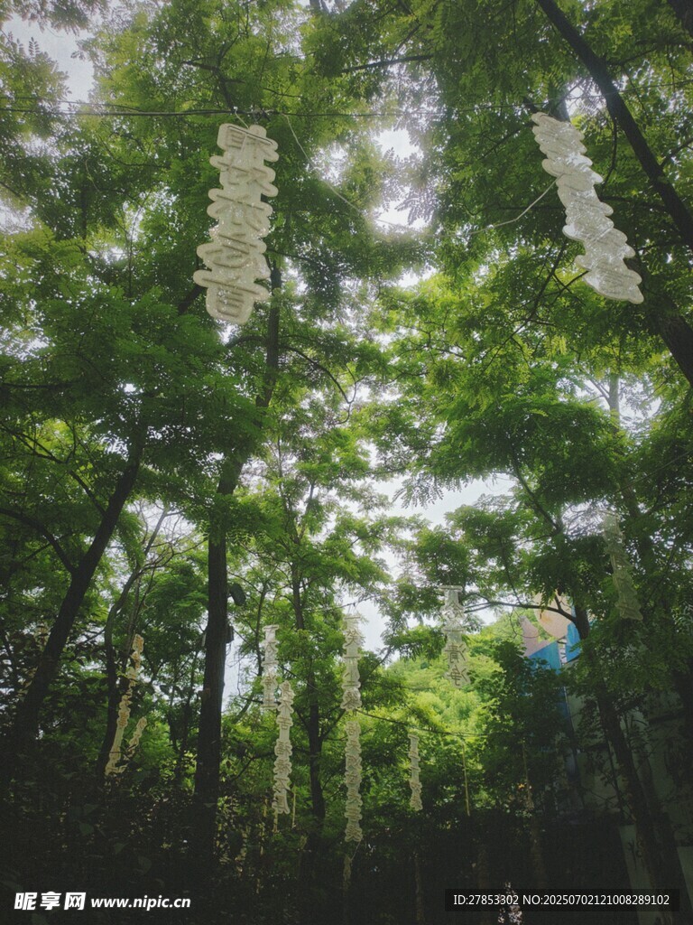 茂密森林中的高大樹木