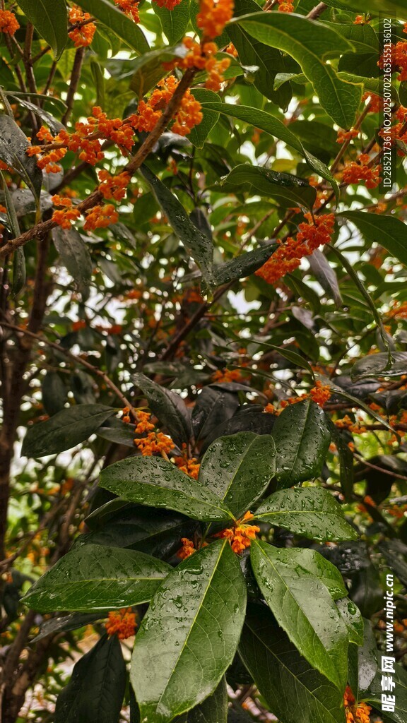 桂花樹
