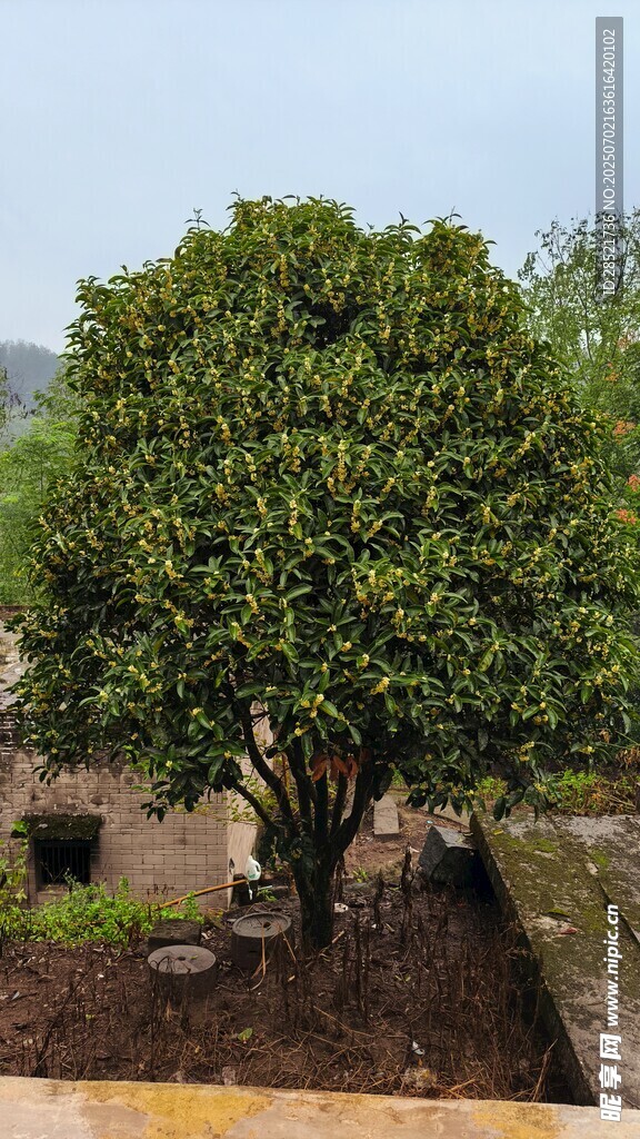 桂花樹
