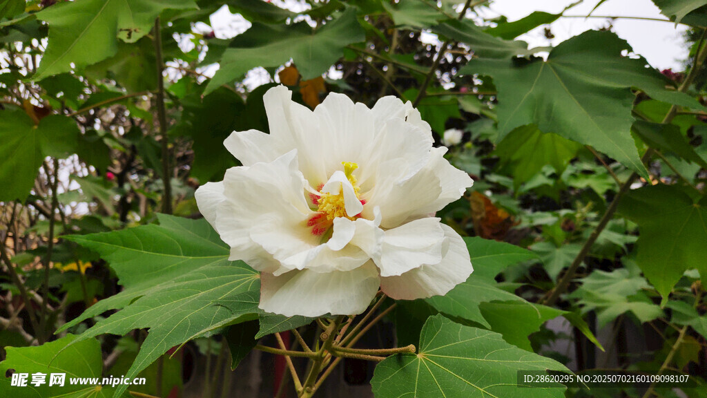 盛開的白色木芙蓉花