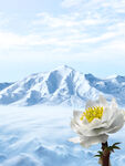天山雪蓮