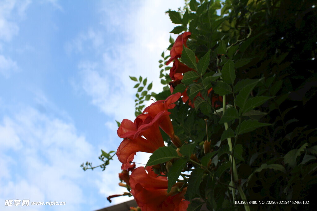 凌霄花 