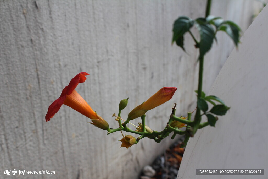  凌霄花