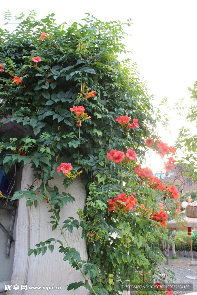  凌霄花
