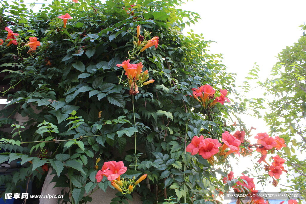  凌霄花